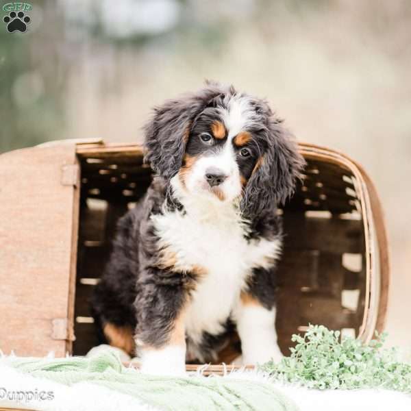 Bailey, Miniature Bernese Mountain Dog Puppy